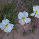 California evening primrose